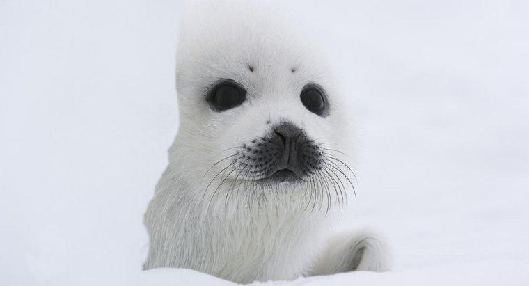 Quels animaux vivent dans les régions polaires ?