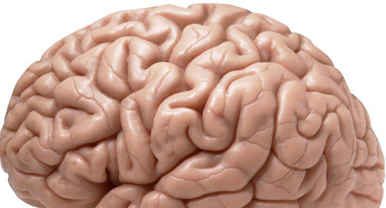 Le côté droit du cerveau est-il le côté le plus important ?