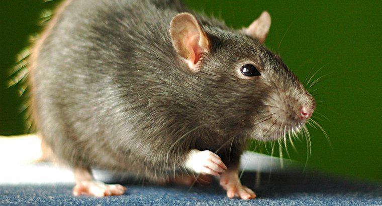 Qu'est-ce que les rats détestent ?