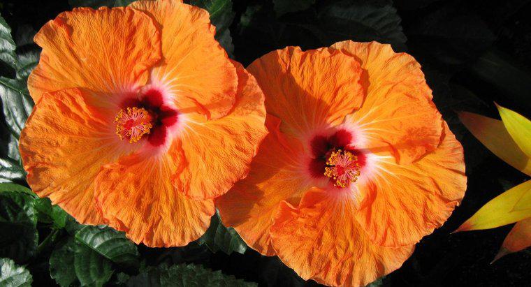 Quel est le nom scientifique de l'hibiscus ?