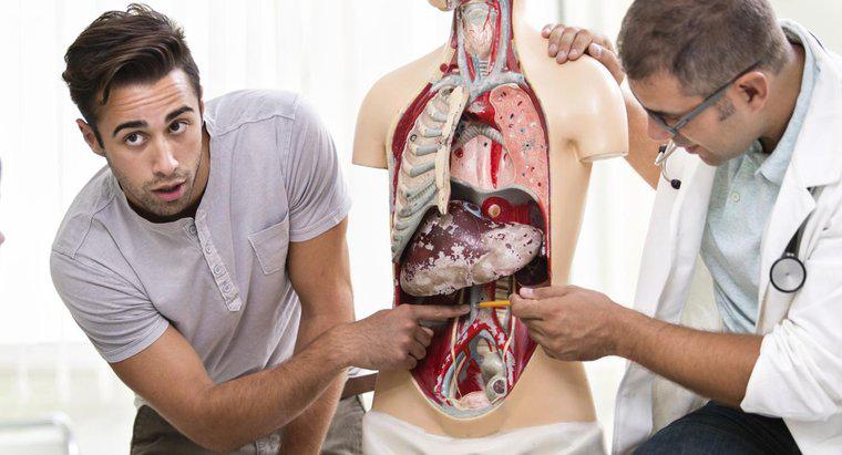 Quels organes se trouvent près de la rate chez un humain ?