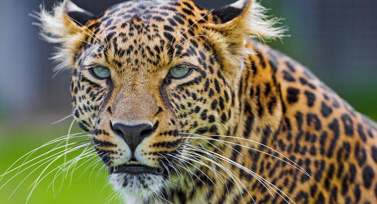 Quelle est la différence entre un guépard et un léopard ?