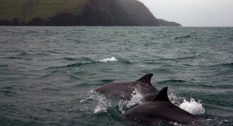Puis-je nager avec les dauphins en Irlande ?