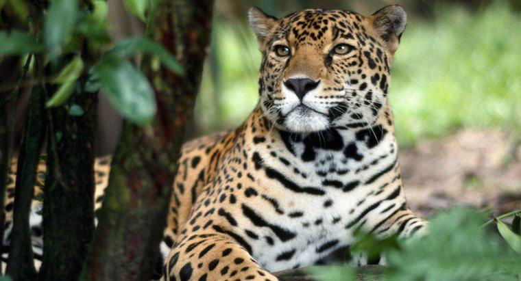 Comment une Jaguar se protège-t-elle ?