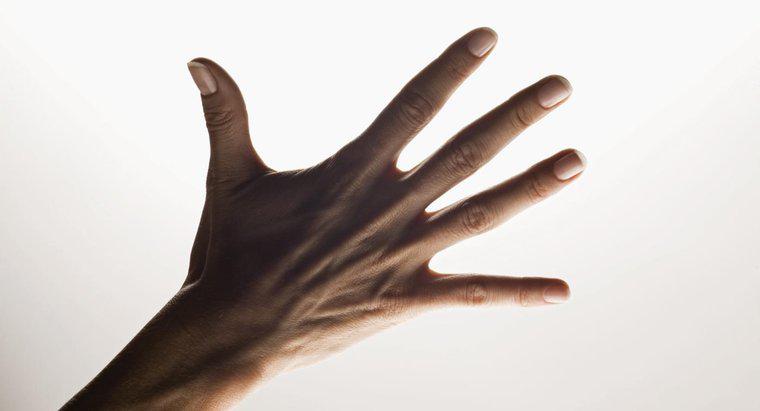 Quels sont les noms des cinq doigts de la main ?