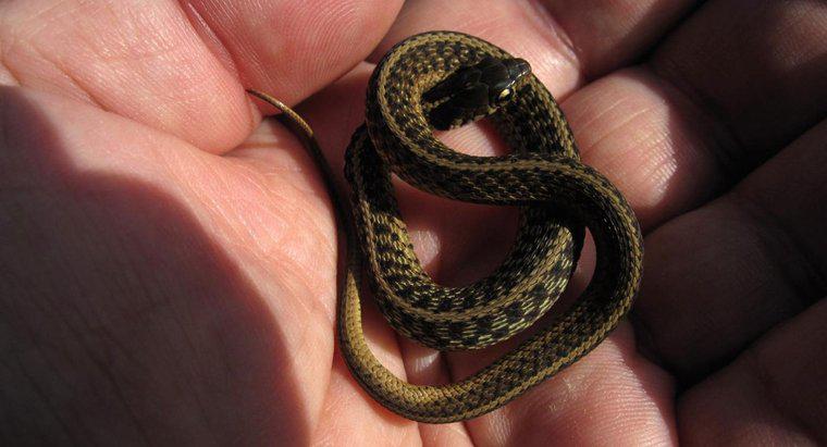 Comment s'appellent les bébés serpents ?