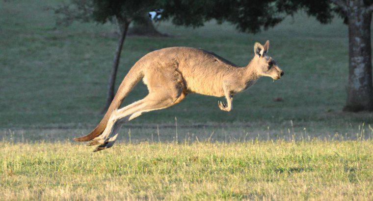 Comment s'appelle un bébé kangourou ?