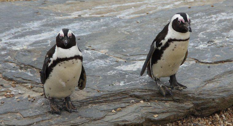 Quels sont les faits intéressants sur les pingouins ?