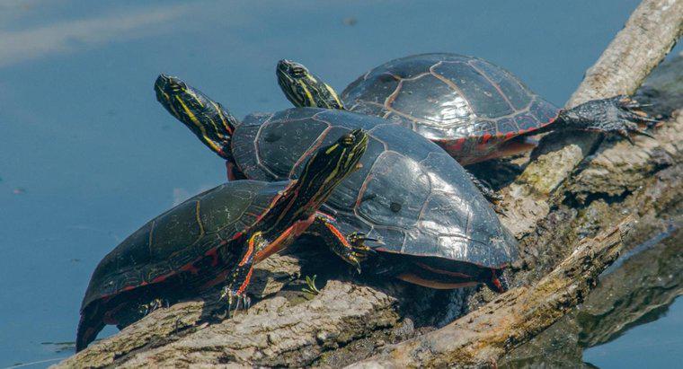 Les tortues s'accouplent-elles pour la vie ?