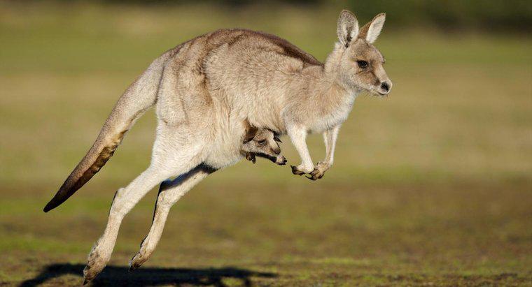 Combien de temps un kangourou est-il enceinte ?