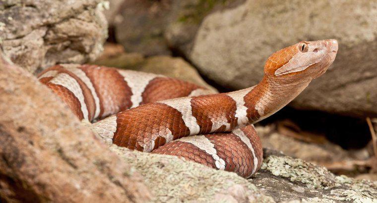 Que sont les serpents venimeux dans le Missouri ?