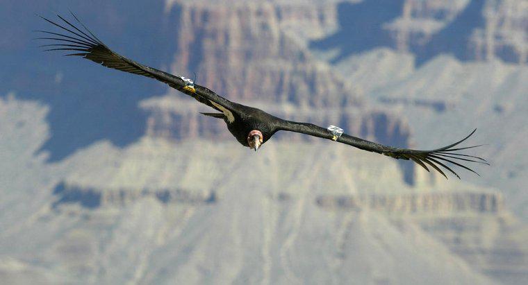 Quel est le plus grand oiseau volant vivant ?