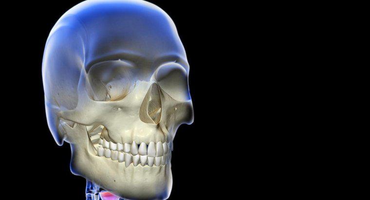 En quoi consiste le système squelettique ?