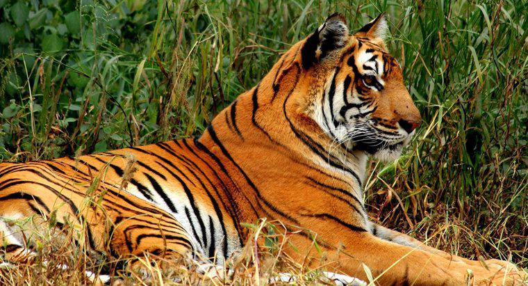 Quels sont les faits intéressants sur le tigre du Bengale pour les enfants ?