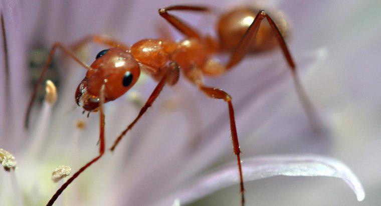 Les fourmis sortent-elles en hiver ?