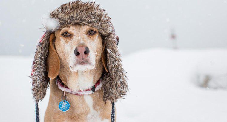 Quelle température est trop froide pour un chien ?
