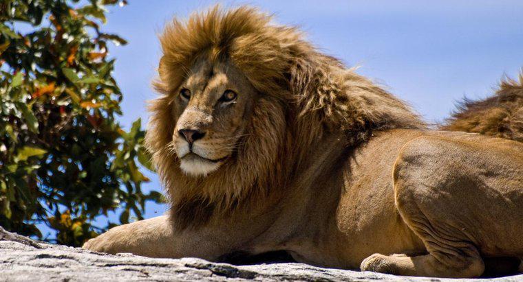 Combien de Lions reste-t-il dans le monde ?