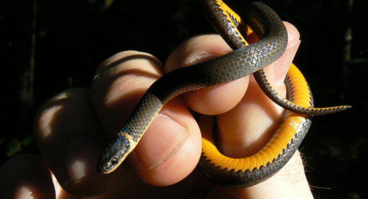 Qu'est-ce qu'un serpent noir avec une bande jaune ?