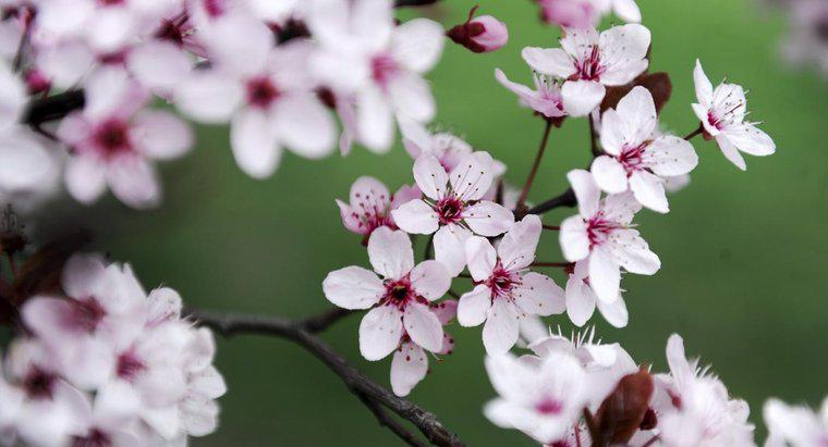 Que représentent les fleurs de cerisier dans les tatouages ​​​​japonais ?