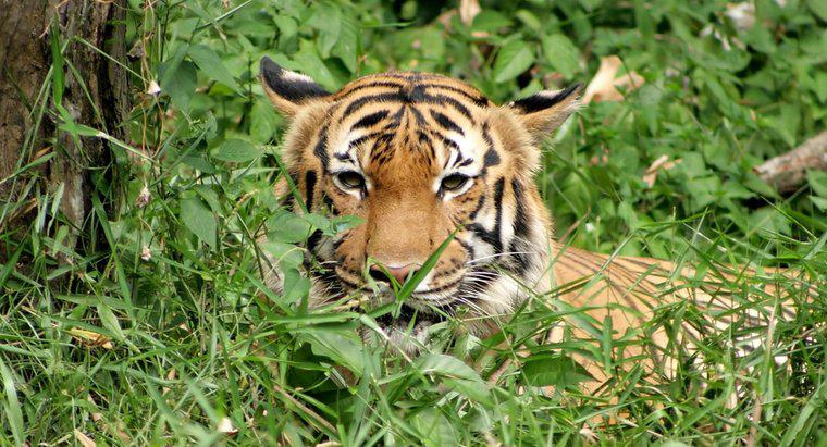 Quel genre de nourriture les tigres mangent-ils?