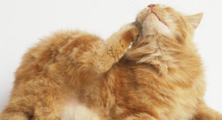 Quels sont les problèmes de peau de chat les plus courants ?