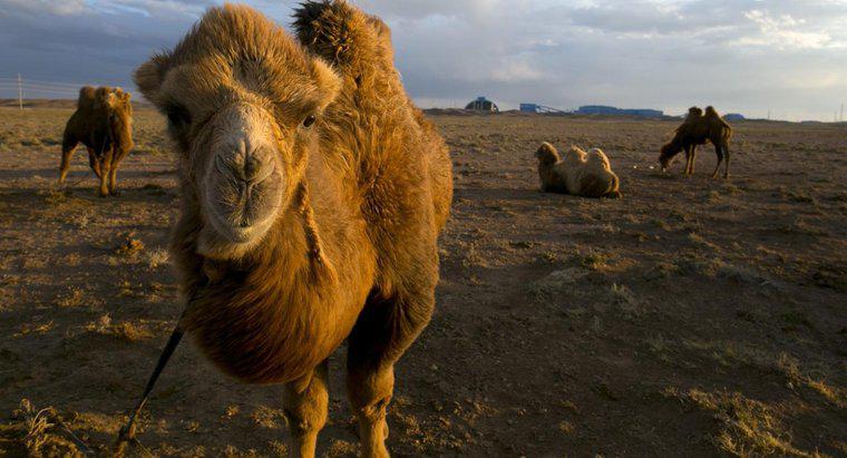 Dans quel pays se trouve le désert de Gobi ?