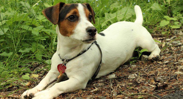 Les Jack Russell Terriers perdent-ils?