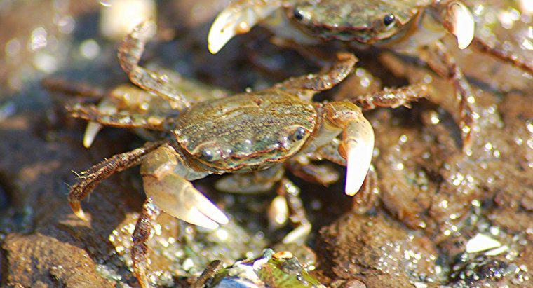 Combien de temps vivent les crabes ?