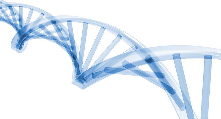 Au cours de quelle étape du cycle cellulaire la réplication de l'ADN se produit-elle ?