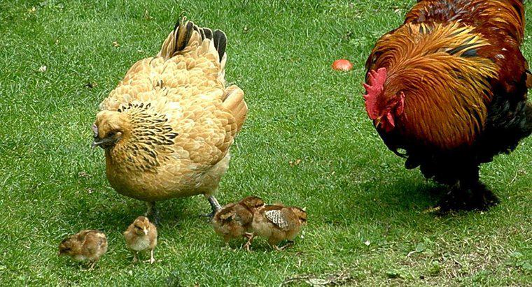 Comment les poules tombent-elles enceintes ?