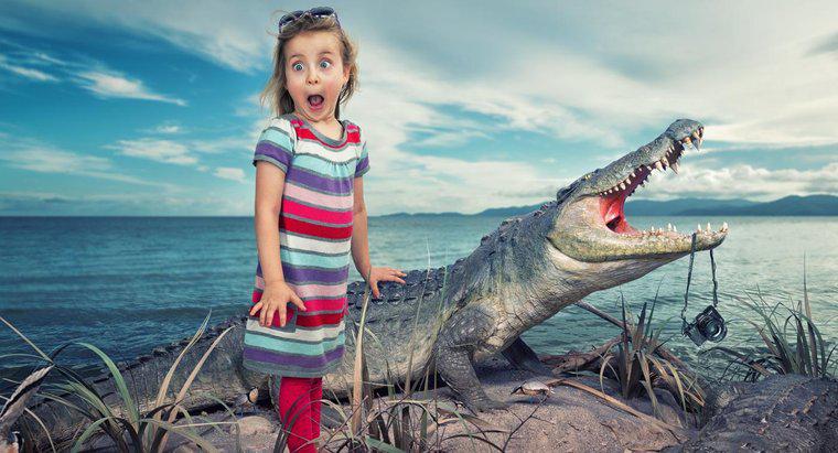 Comment les alligators communiquent-ils ?