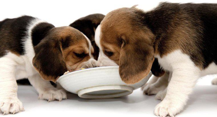 Que mangent les beagles ?