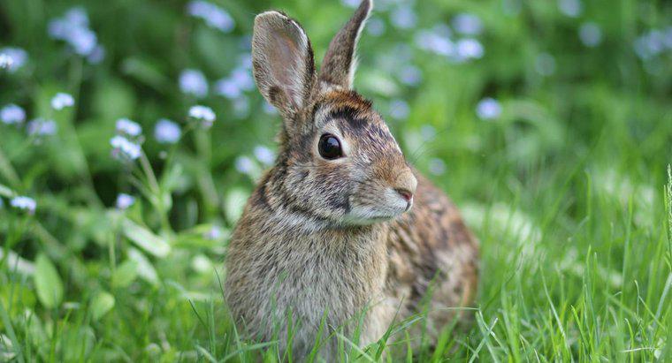 Quels aliments fournissent le plus de nutriments pour les lapins sauvages ?