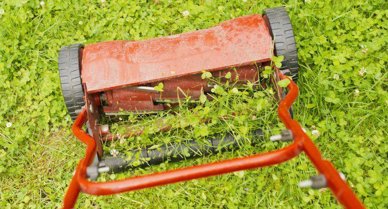 Est-il possible de débarrasser organiquement une pelouse de trèfle ?