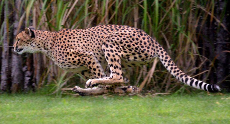 À quelle vitesse une Jaguar roule-t-elle ?