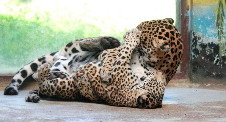 Les Jaguars ont-ils des prédateurs ?