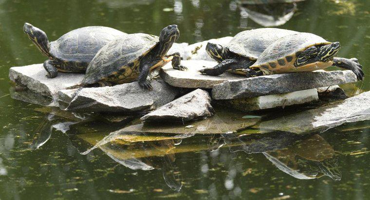Comment savoir quel âge a une tortue serpentine ?