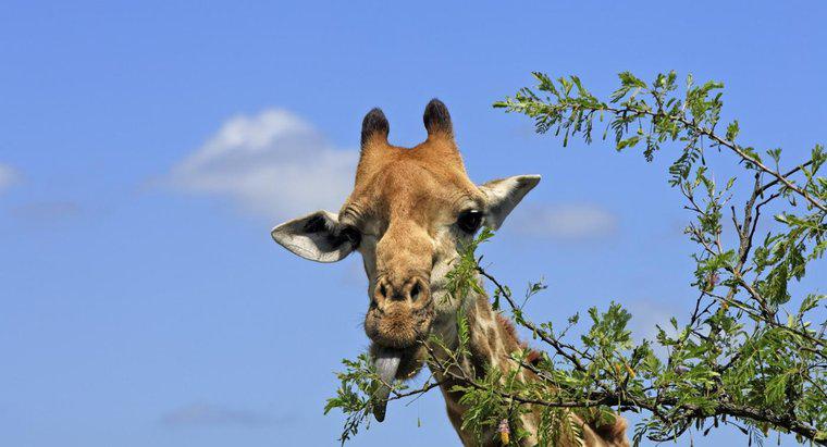 Que mangent les girafes ?