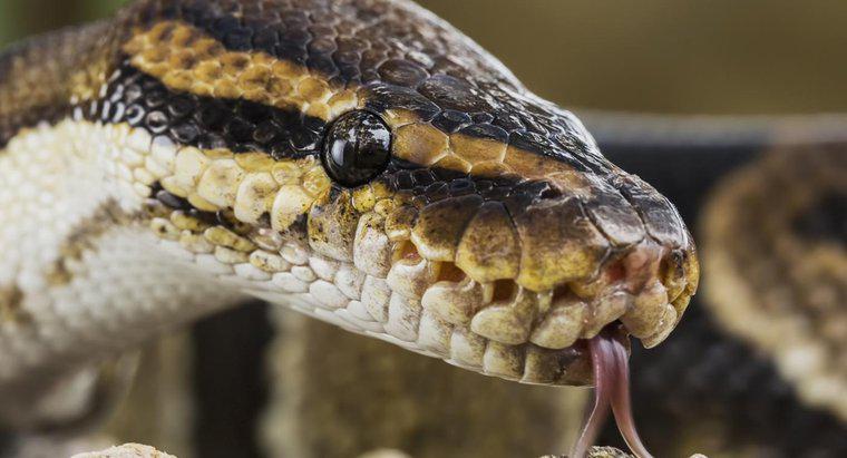 Tous les serpents sont-ils venimeux ?