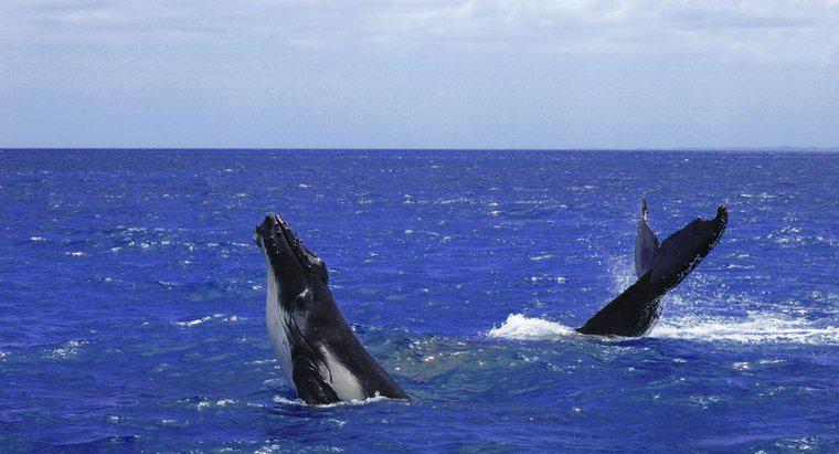 Quel est le nom collectif pour un groupe de baleines ?