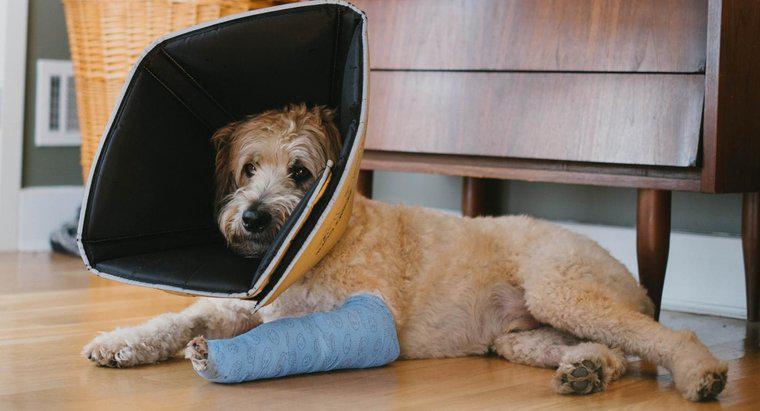 Comment savoir si votre chien a une patte cassée ?