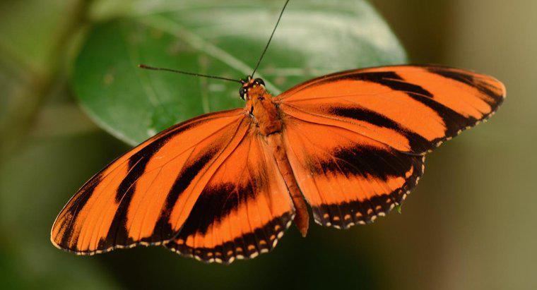 Un papillon est-il un invertébré ?