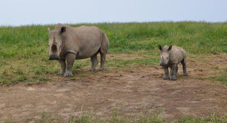 Combien pèse un bébé rhinocéros ?