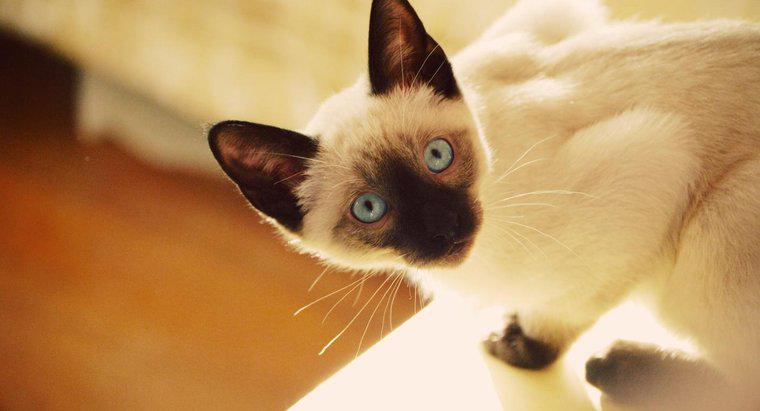 Quelles sont les caractéristiques des chats siamois mixtes ?