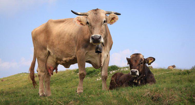 Les vaches sont-elles des mammifères ?