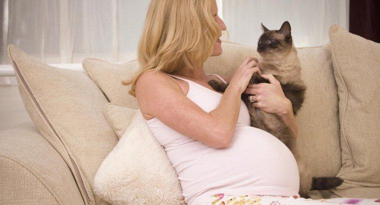 Les chats peuvent-ils détecter la grossesse chez les humains?