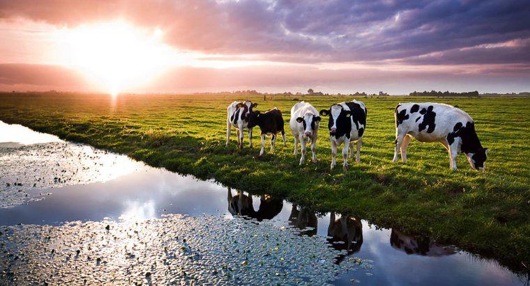 Quelle quantité d'eau une vache boit-elle par jour ?
