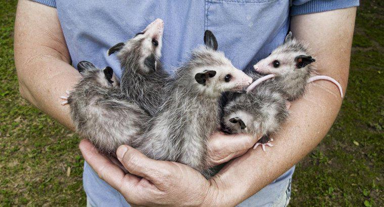 Quelles sont les différences entre opossum et opossum?