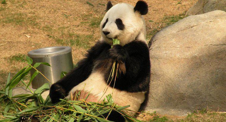 Combien de temps vivent les pandas géants ?