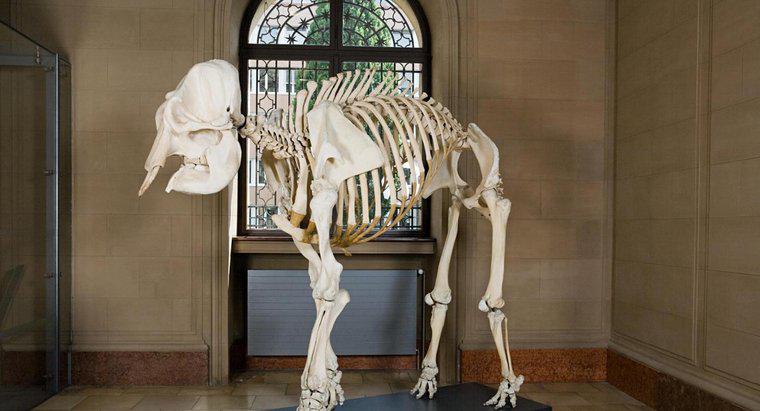 Combien d'os y a-t-il dans un squelette d'éléphant d'Afrique ?
